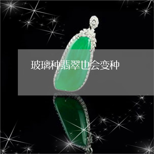 玻璃种翡翠也会变种/2023041395160 玻璃种翡翠也会变种/2023041395160