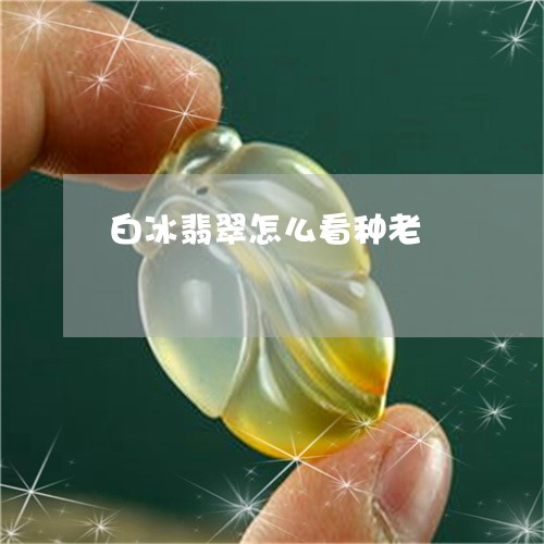 白冰翡翠怎么看种老/2023041354736