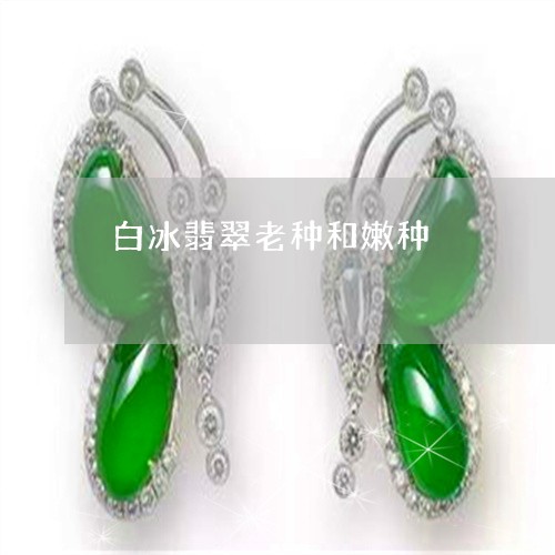 白冰翡翠老种和嫩种/2023041317359 白冰翡翠老种和嫩种/2023041317359