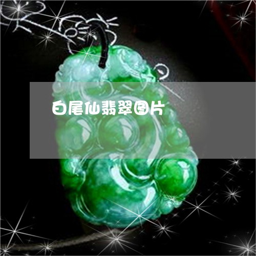 白尾仙翡翠图片/2023032929495 白尾仙翡翠图片/2023032929495