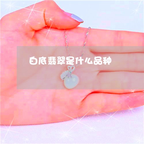 白底翡翠是什么品种/2023041349482