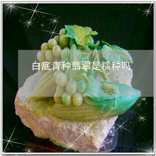 白底青种翡翠是糯种吗/2023021585248