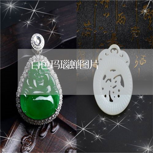 白色玛瑙蝉图片/2023032958362 白色玛瑙蝉图片/2023032958362