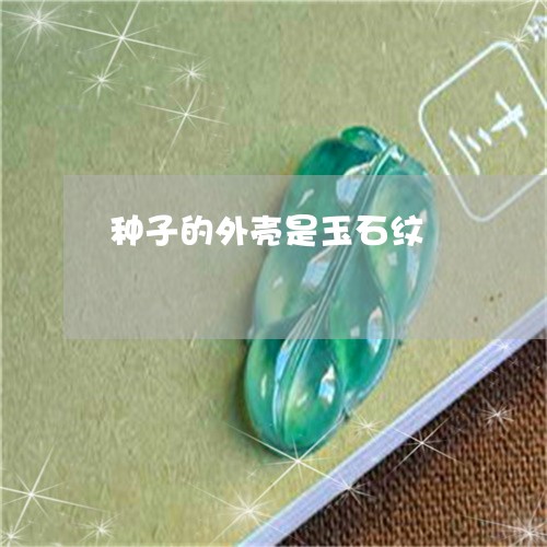 种子的外壳是玉石纹/2023041423927 种子的外壳是玉石纹/2023041423927