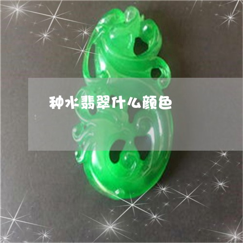 种水翡翠什么颜色/2023031494847