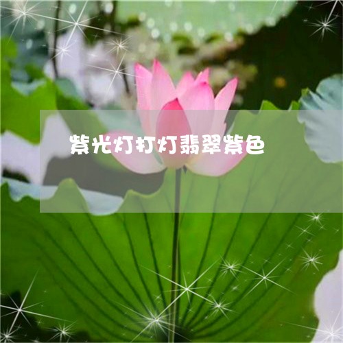 紫光灯打灯翡翠紫色/2023041379472 紫光灯打灯翡翠紫色/2023041379472