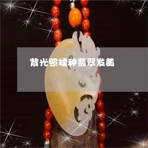 紫光照糯种翡翠发黄/2023041345060 紫光照糯种翡翠发黄/2023041345060