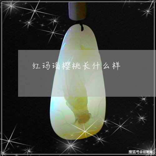红玛瑙樱桃长什么样/2023041205937 红玛瑙樱桃长什么样/2023041205937