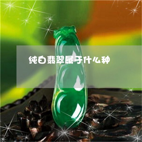 纯白翡翠属于什么种/2023041257481 纯白翡翠属于什么种/2023041257481