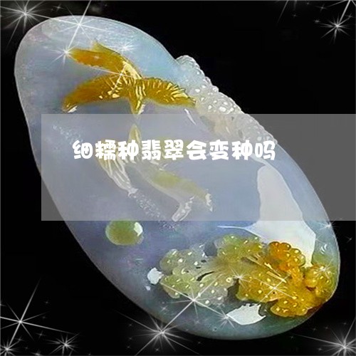 细糯种翡翠会变种吗/2023041390504