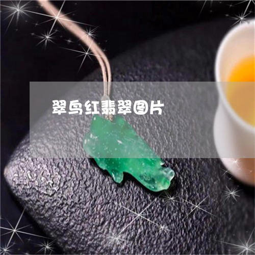 翠鸟红翡翠图片/2023032707148