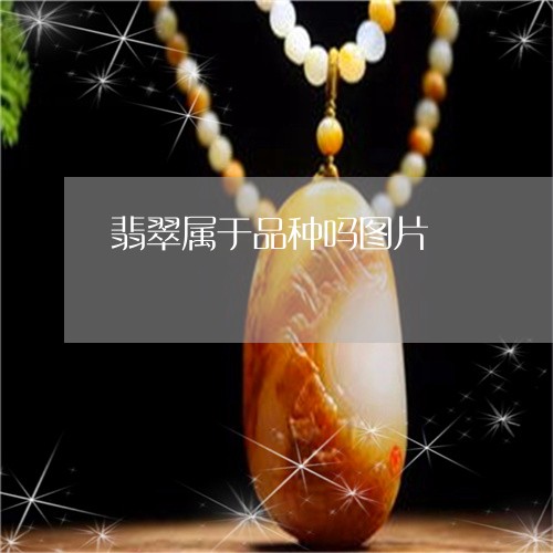 翡翠属于品种吗图片/2023040950705 翡翠属于品种吗图片/2023040950705