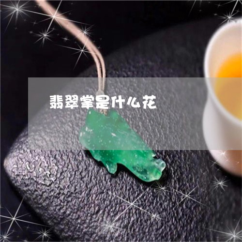翡翠掌是什么花/2023032595835