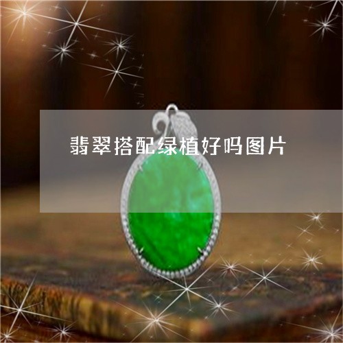 翡翠搭配绿植好吗图片 翡翠搭配绿植好吗图片