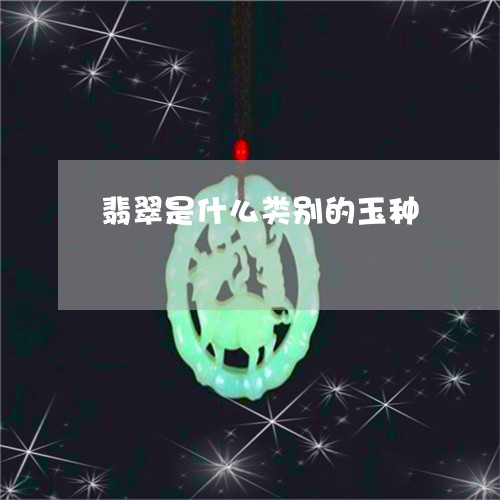 翡翠是什么类别的玉种/2023060951592