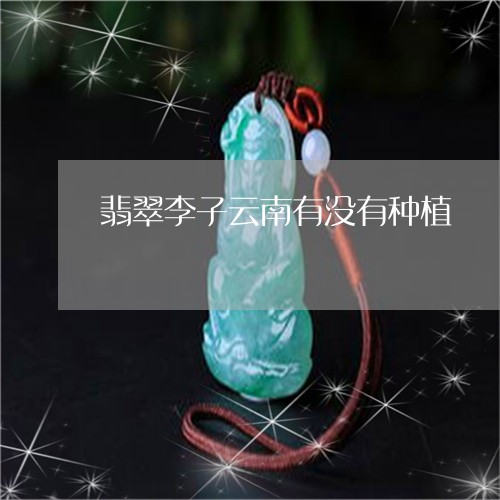 翡翠李子云南有没有种植/2023061982825