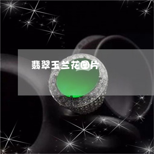 翡翠玉兰花图片/2023032436169 翡翠玉兰花图片/2023032436169
