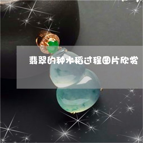 翡翠的种水稻过程图片欣赏/2023061925261 翡翠的种水稻过程图片欣赏/2023061925261