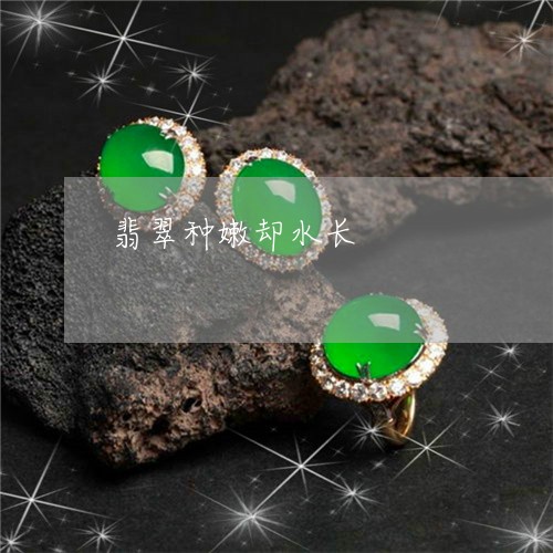 翡翠种嫩却水长/2023032327937