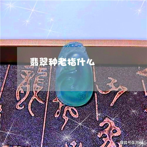 翡翠种老指什么/2023032315138 翡翠种老指什么/2023032315138
