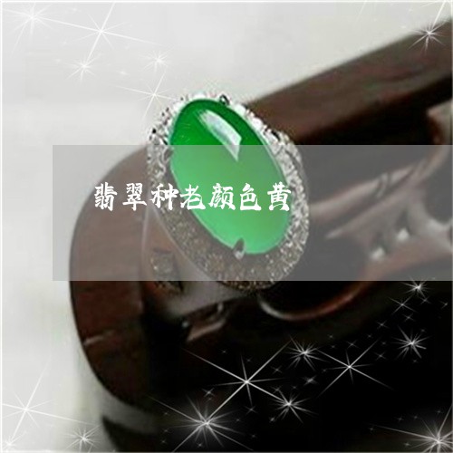 翡翠种老颜色黄/2023032315835