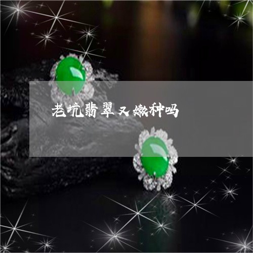 老坑翡翠又嫩种吗/2023062194149 老坑翡翠又嫩种吗/2023062194149