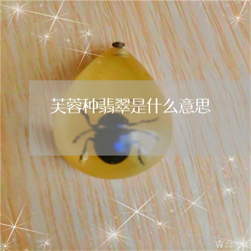 芙蓉种翡翠是什么意思/2023060684937