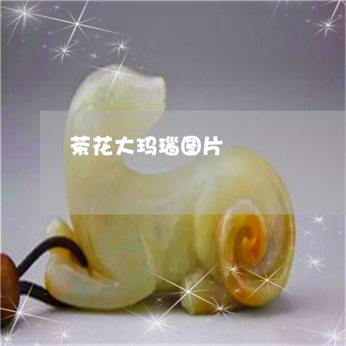 茶花大玛瑙图片/2023032340361 茶花大玛瑙图片/2023032340361