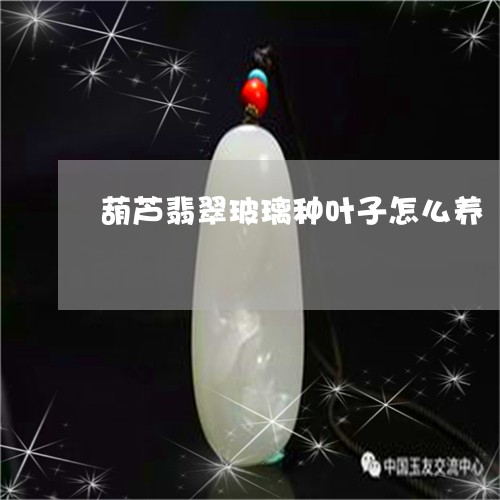 葫芦翡翠玻璃种叶子怎么养/2023062830361