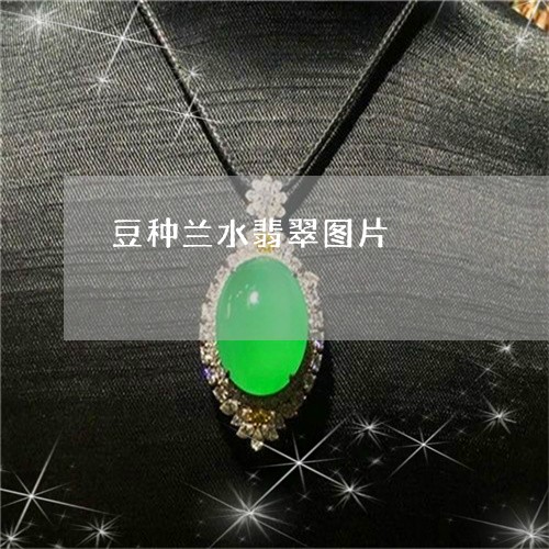 豆种兰水翡翠图片/2023030122626 豆种兰水翡翠图片/2023030122626