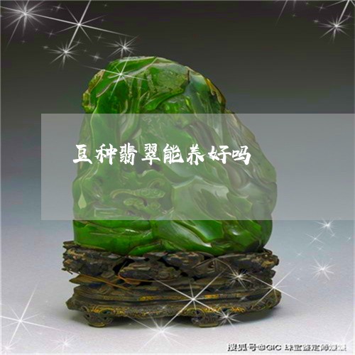 豆种翡翠能养好吗/2023062076361 豆种翡翠能养好吗/2023062076361