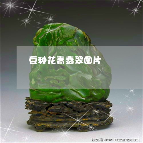 豆种花青翡翠图片/2023062086169 豆种花青翡翠图片/2023062086169