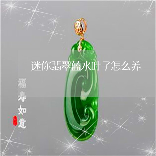 迷你翡翠蓝水叶子怎么养/2023062716061