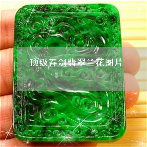 顶级春剑翡翠兰花图片/2023060480603