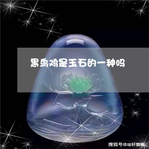 黑鸟鸡是玉石的一种吗/2023060362715