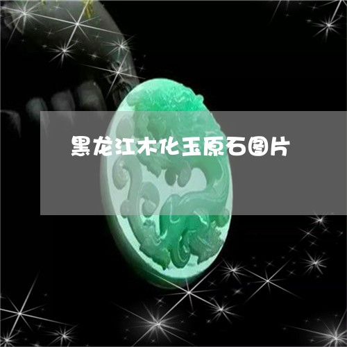 黑龙江木化玉原石图片/2023060371814