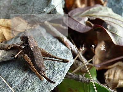 01民法概述下载 01民法概述下载