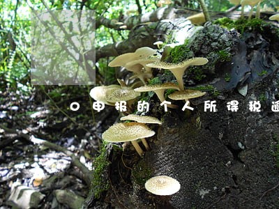 0申报的个人所得税逾期 0申报的个人所得税逾期