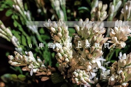 0申报逾期上来就罚2000 0申报逾期上来就罚2000