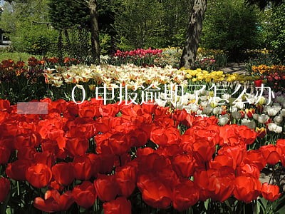 0申报逾期了怎么办 0申报逾期了怎么办