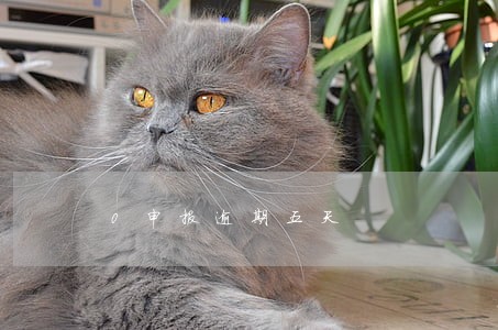 0申报逾期五天 0申报逾期五天