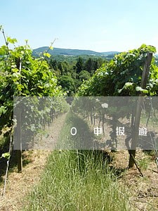 0申报逾期在哪里交罚款 0申报逾期在哪里交罚款
