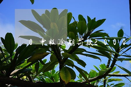 0申报逾期罚款2000 0申报逾期罚款2000