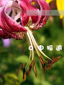 0申报逾期要罚款吗许昌 0申报逾期要罚款吗许昌