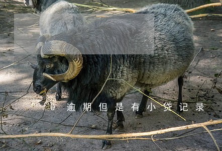 0逾期但是有小贷记录 0逾期但是有小贷记录