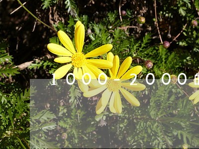 1000-2000的逾期网贷 1000-2000的逾期网贷
