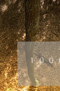 1000元逾期后果是什么 1000元逾期后果是什么