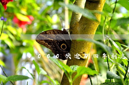 1000块逾期四年利息多少 1000块逾期四年利息多少