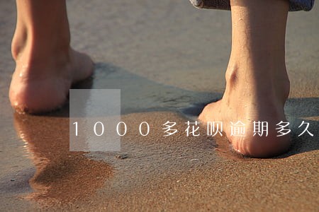 1000多花呗逾期多久会上征信 1000多花呗逾期多久会上征信