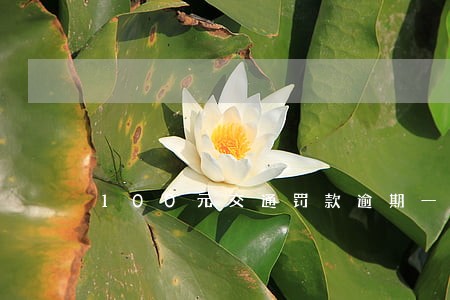 100元交通罚款逾期一年